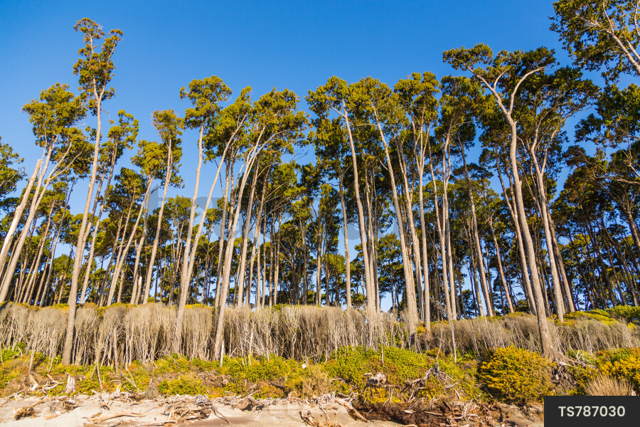 Beach and trees under clear sky