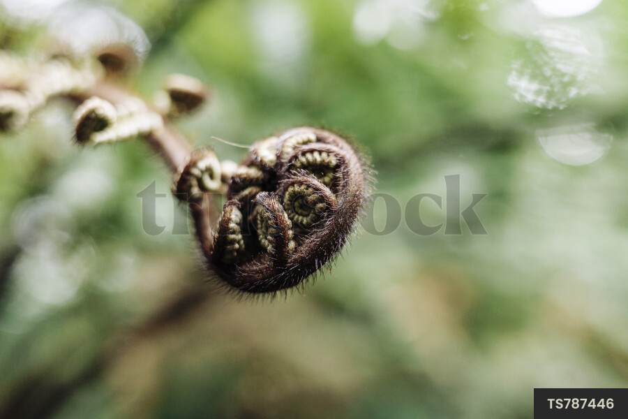 Close up of Fern
