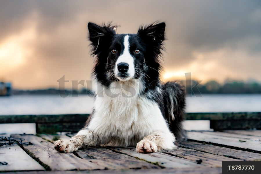 Dog lying down on jetty by lake under clouds