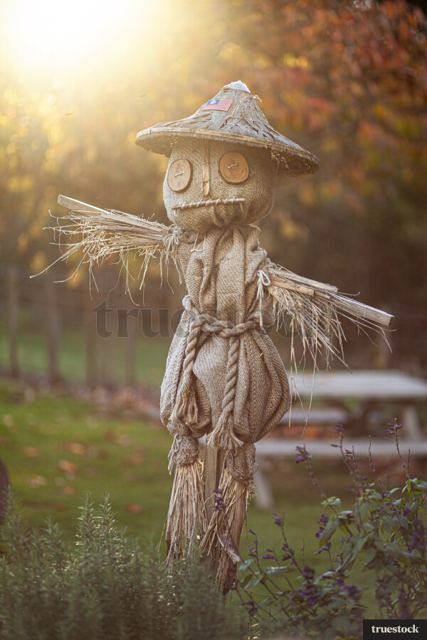Scarecrow in a field