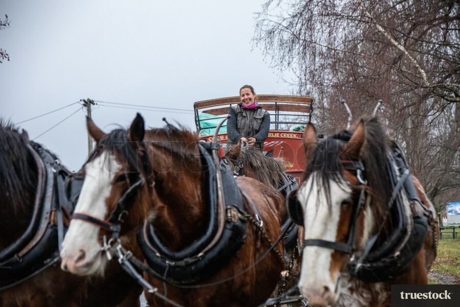 Clydesdale horses pulling carriage