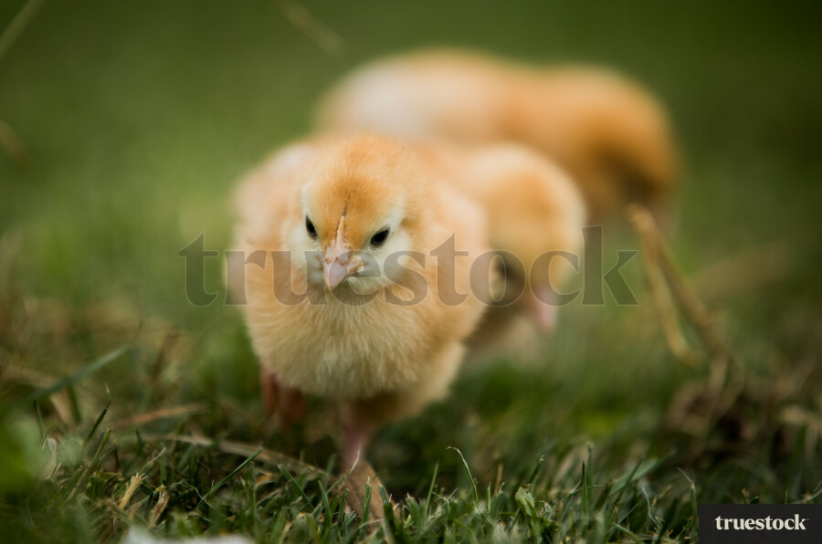 Little Chick