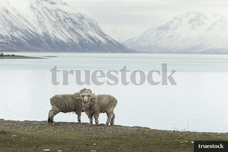 Sheep standing by Lake Tekapo