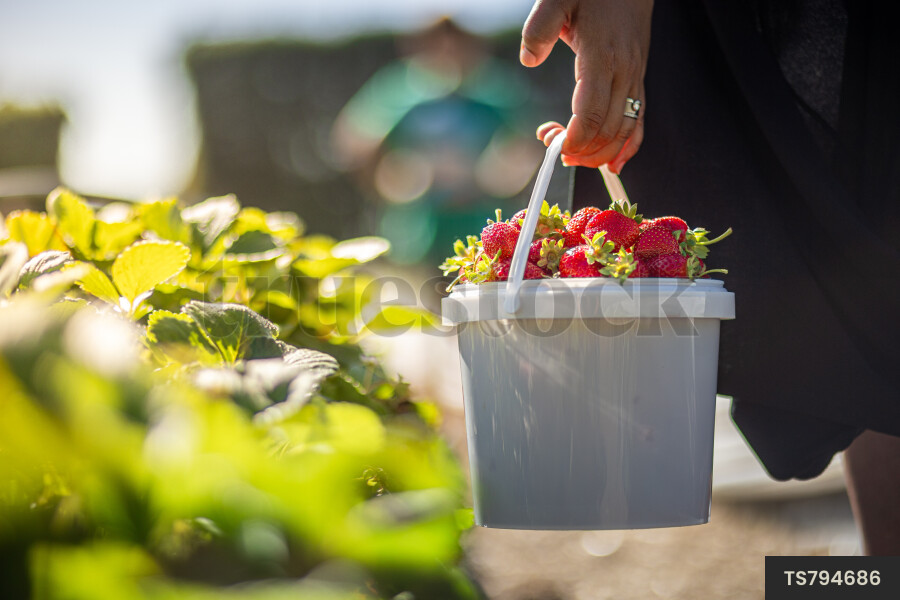 Woman holding bucket of strawberries