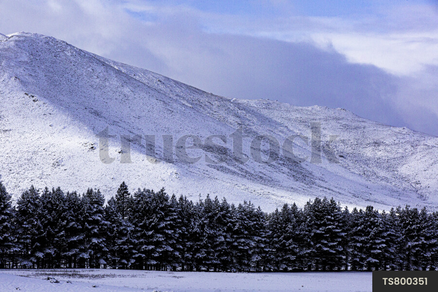 Snowy Landscape