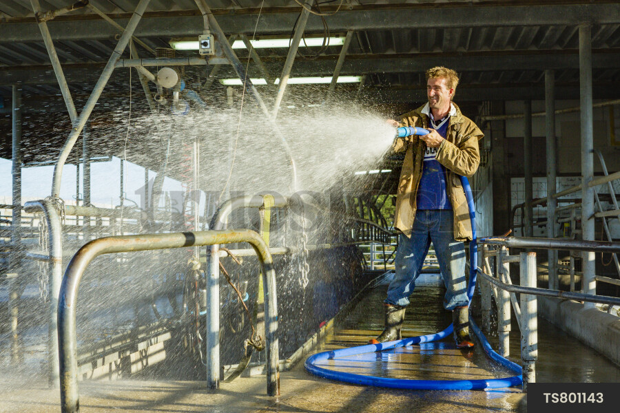 Farmer washing milking shed with hose