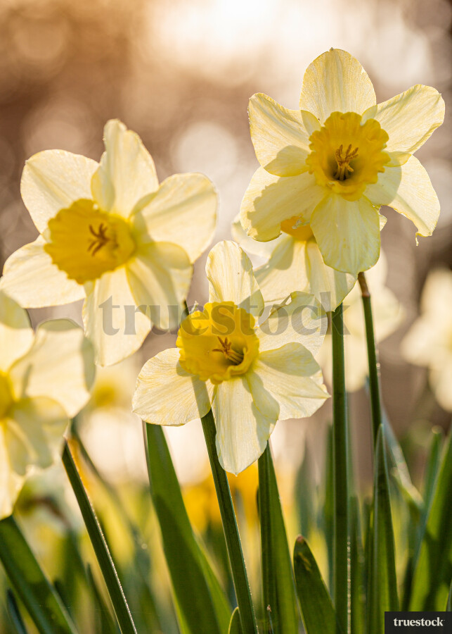 Daffodils