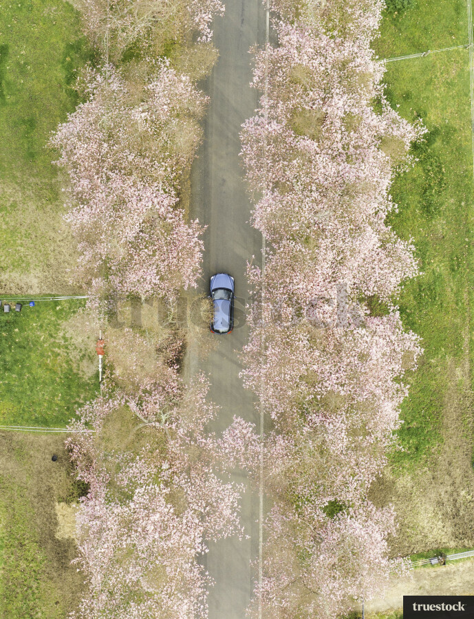 Cherry Blossom Road in Cambridge