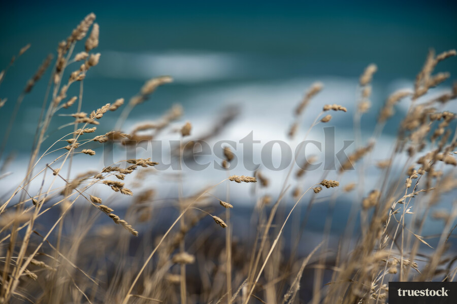 Coastal plants