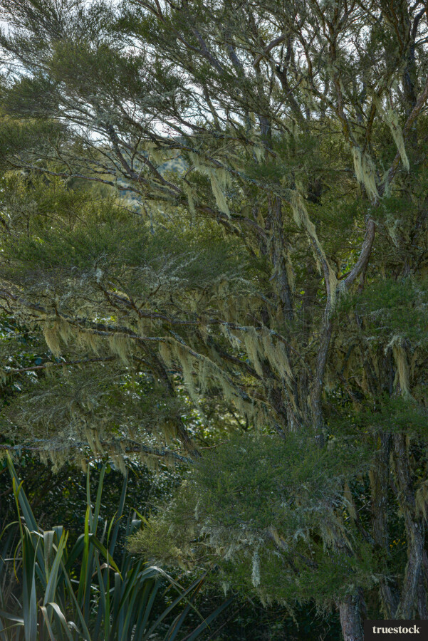 Close-up of tree branches