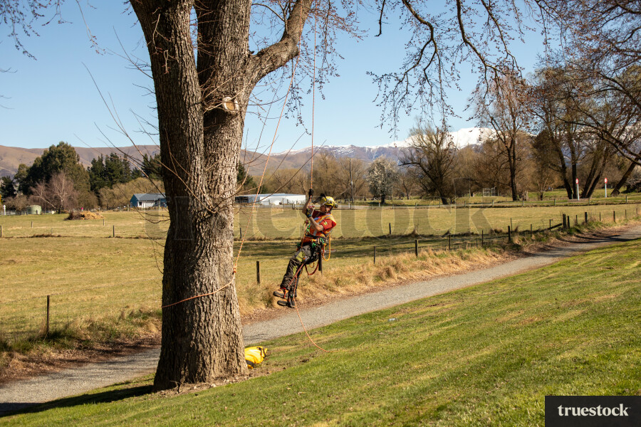 Worker Climbing Tree