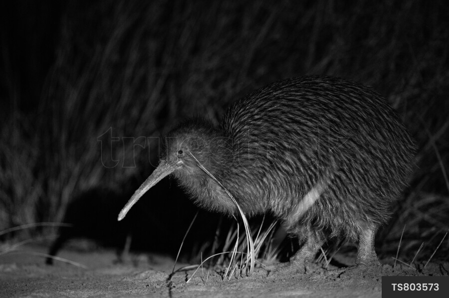 Kiwi in Steward Island
