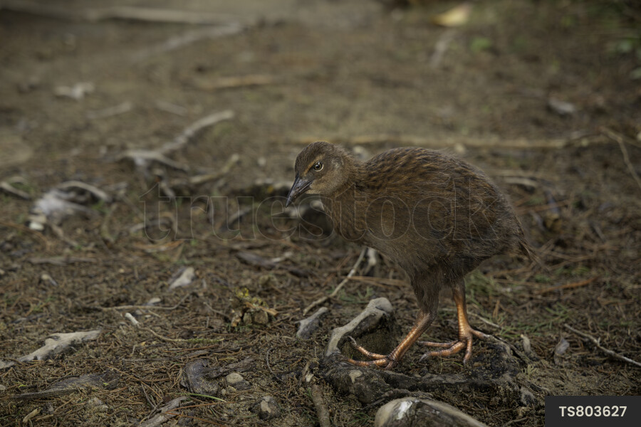Weka in Bush