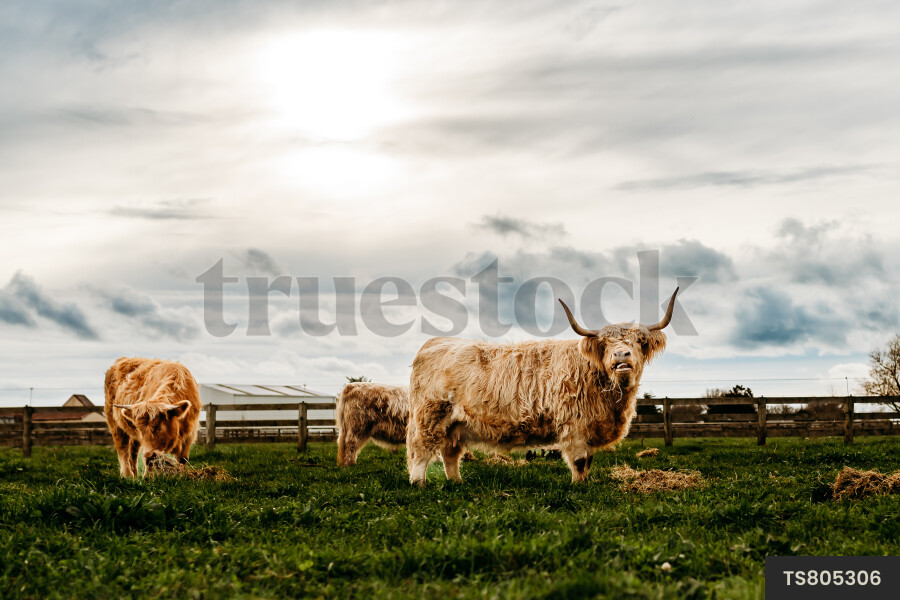 Highland cows in field