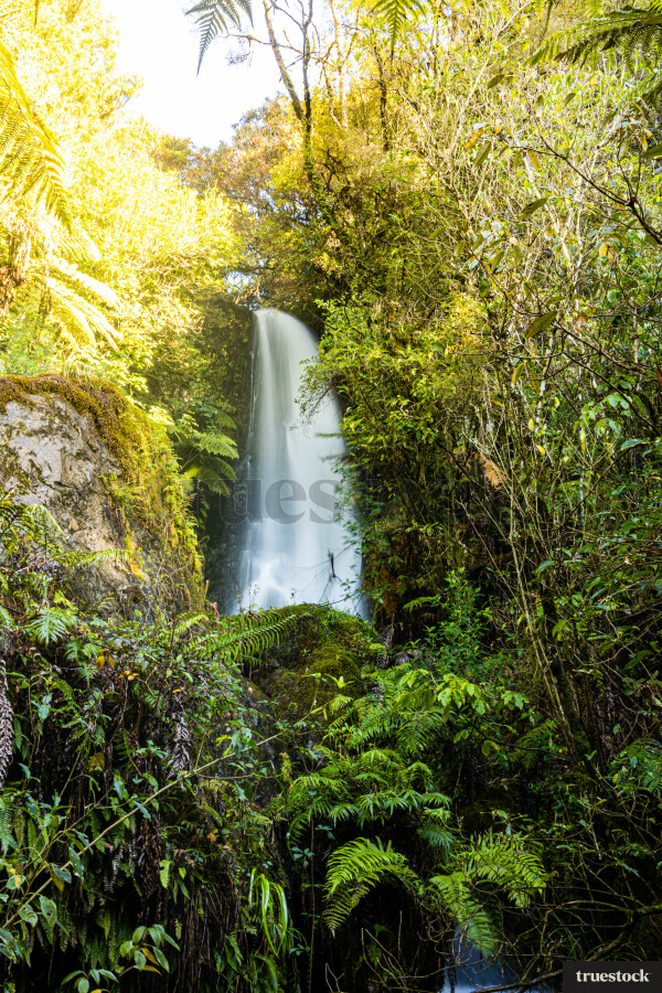 Bush Walk in Rotorua