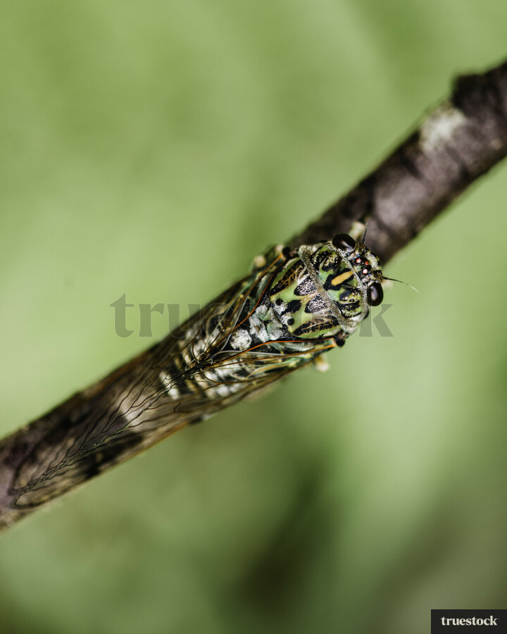 Cicada on Stick
