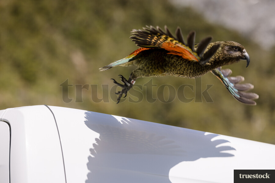 Kea Flying