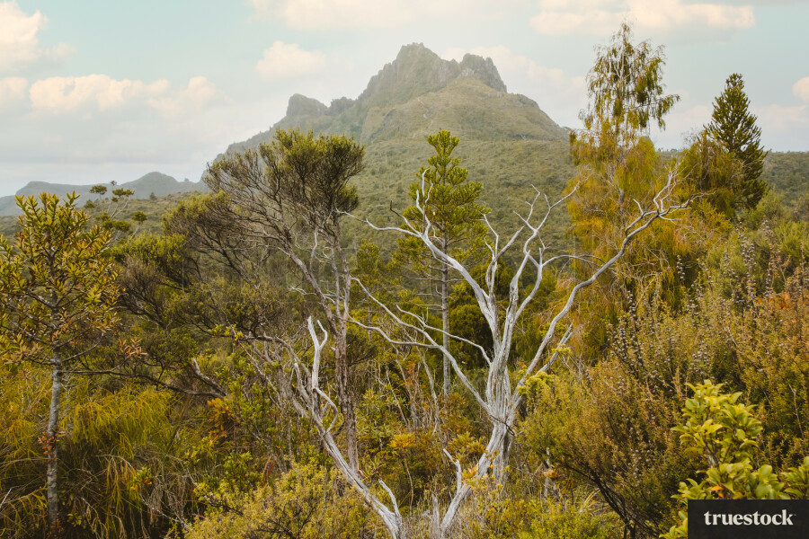 Pinnacles Walk Coromandel Peninsula