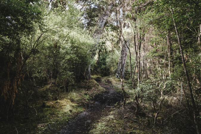 Sunlight shining into the forest