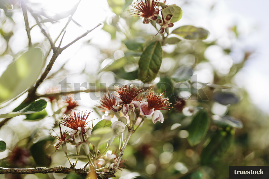 Feijoa Tree Flowering