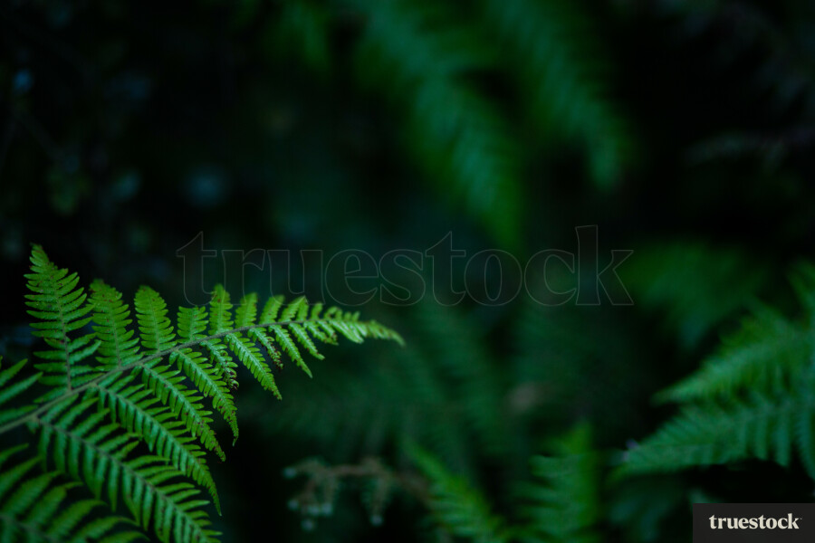 Silver fern