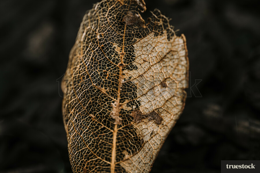Leaf up close