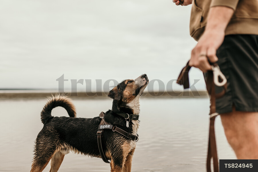 Man holding leash with his dog on beach