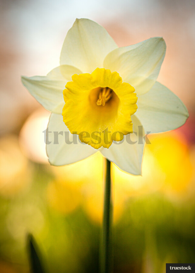 Daffodils