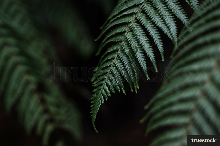 Silver fern leaves