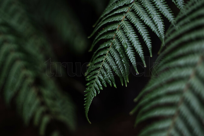 Silver fern leaves