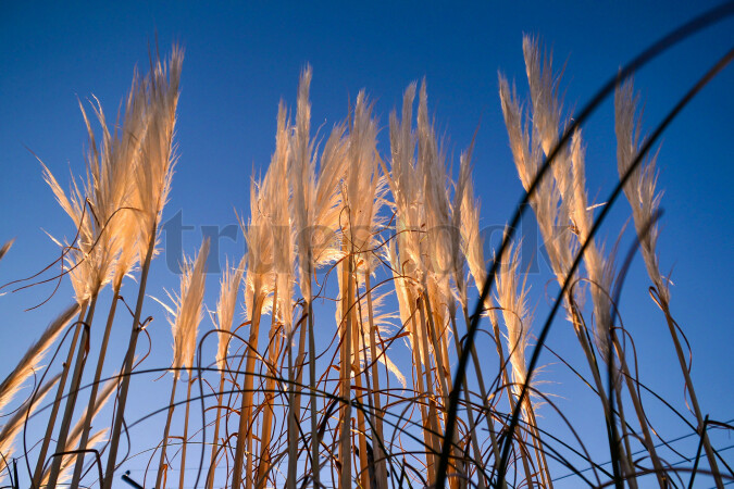Sunset hitting Toitoi plant