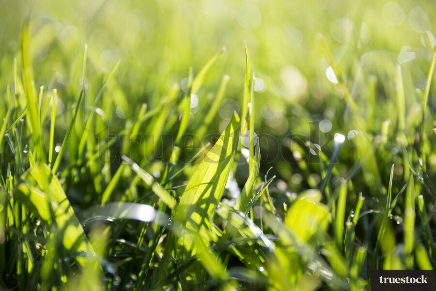 Blades of Grass Close-up