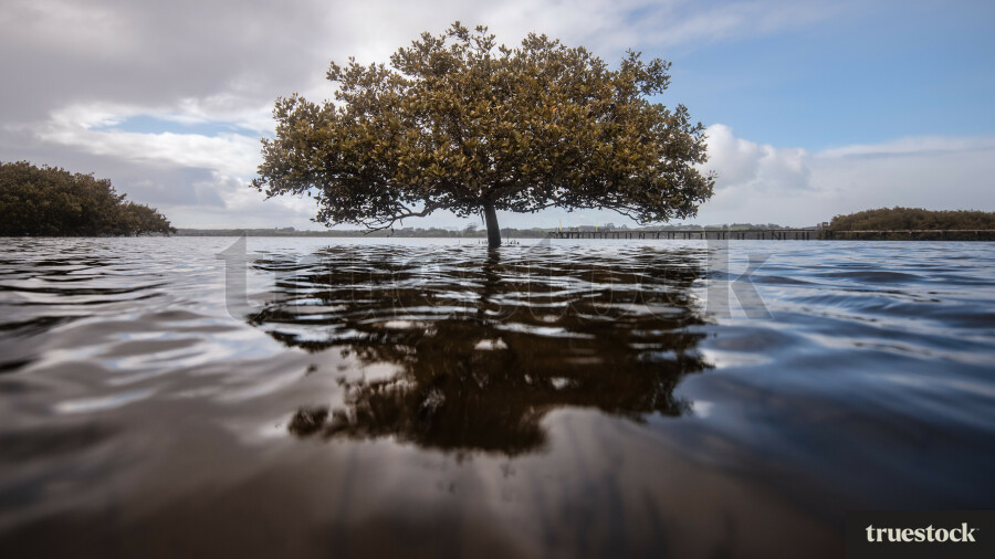 Mangrove In The Sea