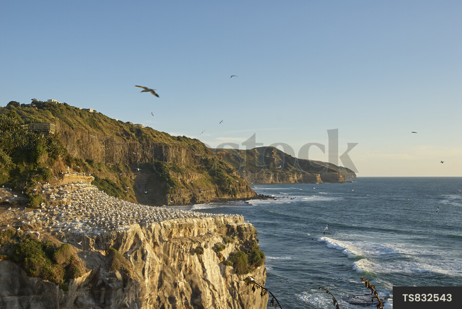 Muriwai Gannet Colony in Muriwai