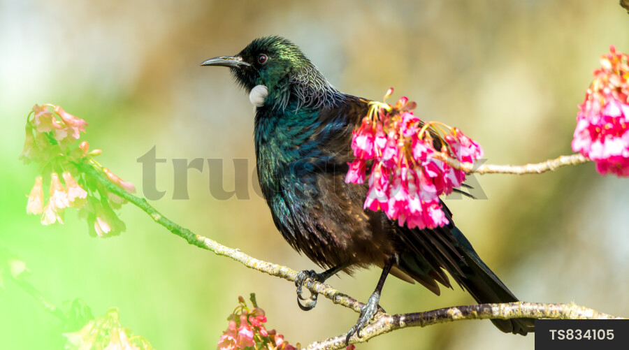 Tui bird perching on branch with pink flowers