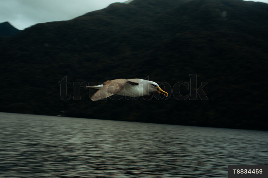 Albatross flying at Dusky Sound