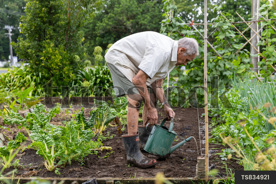 TS834921 Side view of senior man in vegetable garden by Anna Menendez ...
