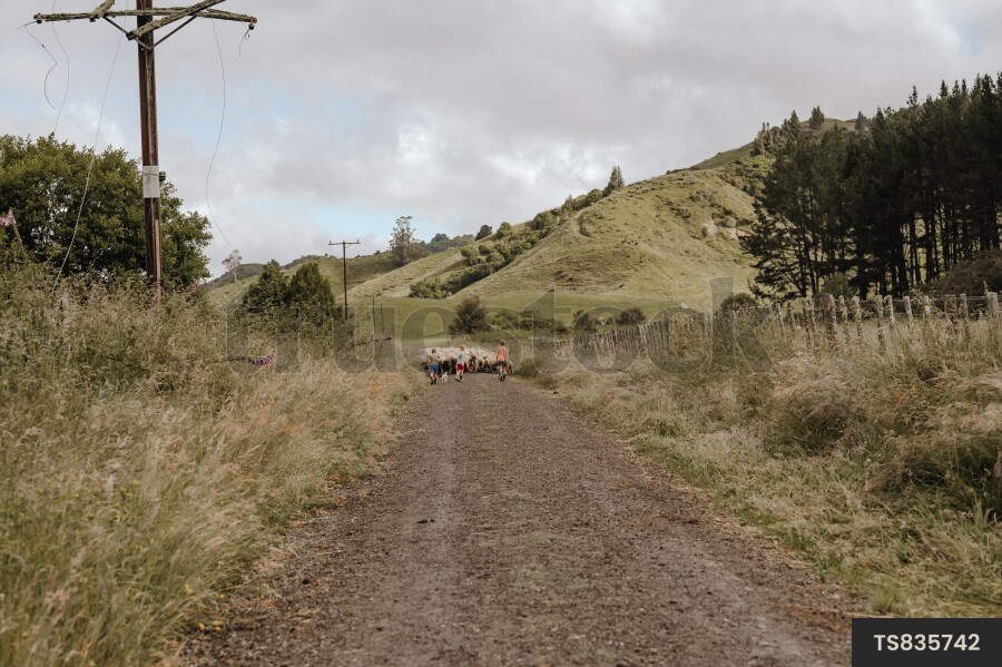 Sheep on Farm