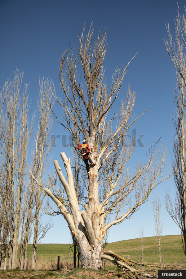 Worker Climbing Tree
