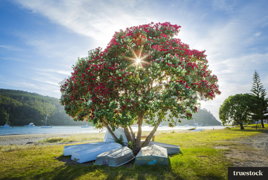 Boats Under Pohutukawa Tree