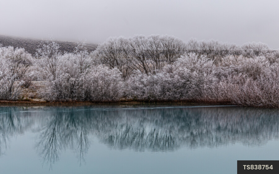 Forest with frost and lake in Twizel