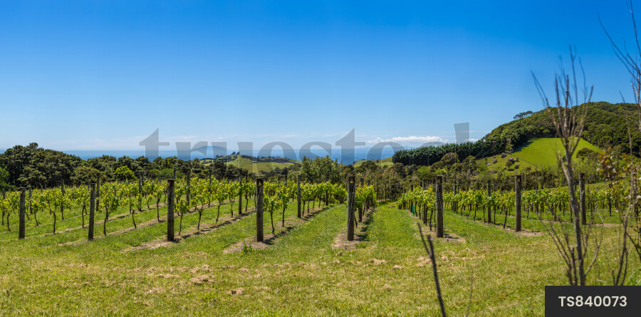 Vineyard on Waiheke Island