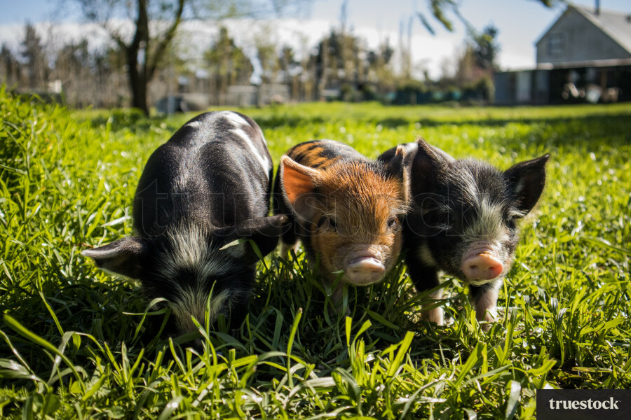 Kunekune pigs