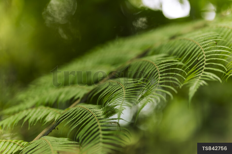Fern in forest