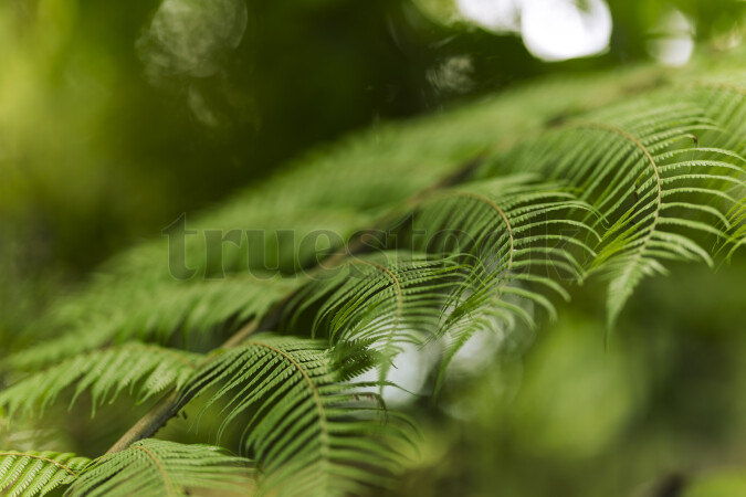 Fern in forest