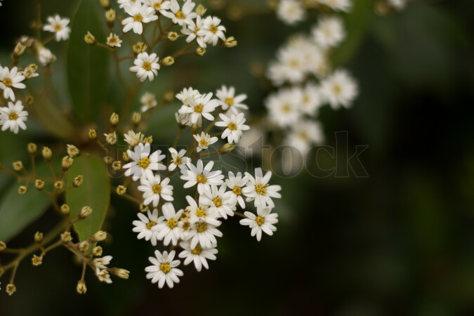 Close-up of daisy flowers