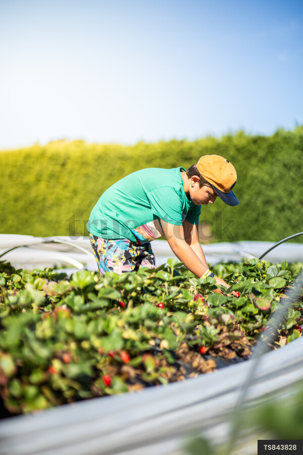 Boy picking strawberries