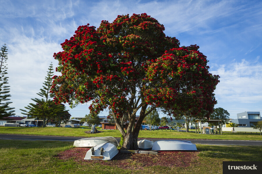 Boats Under Pohutukawa Tree