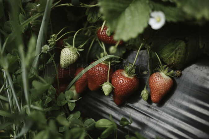 Strawberry Farm