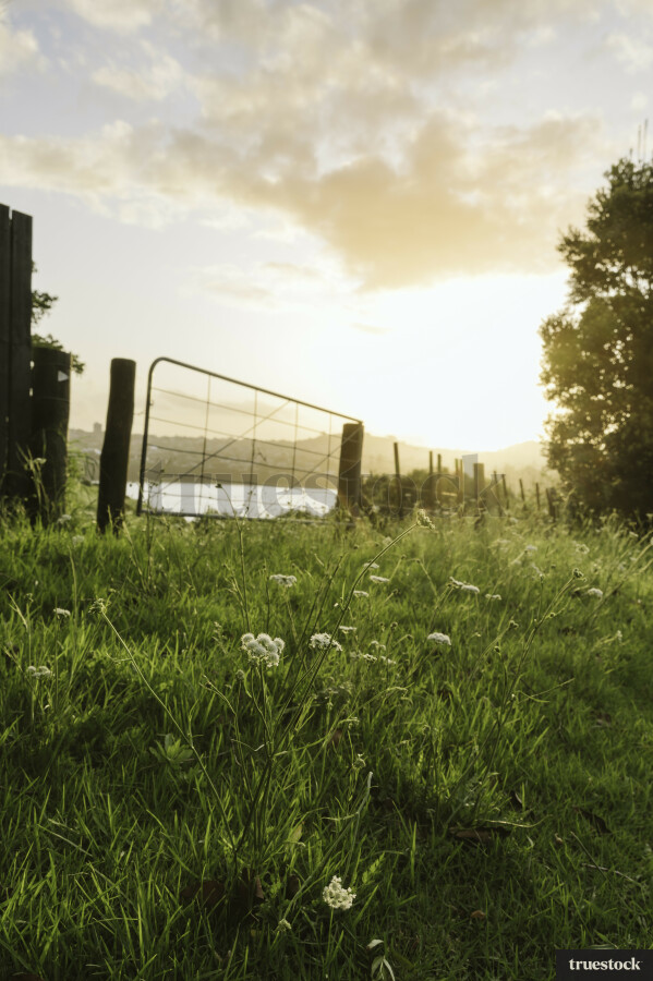 Orakei Bay Landscape